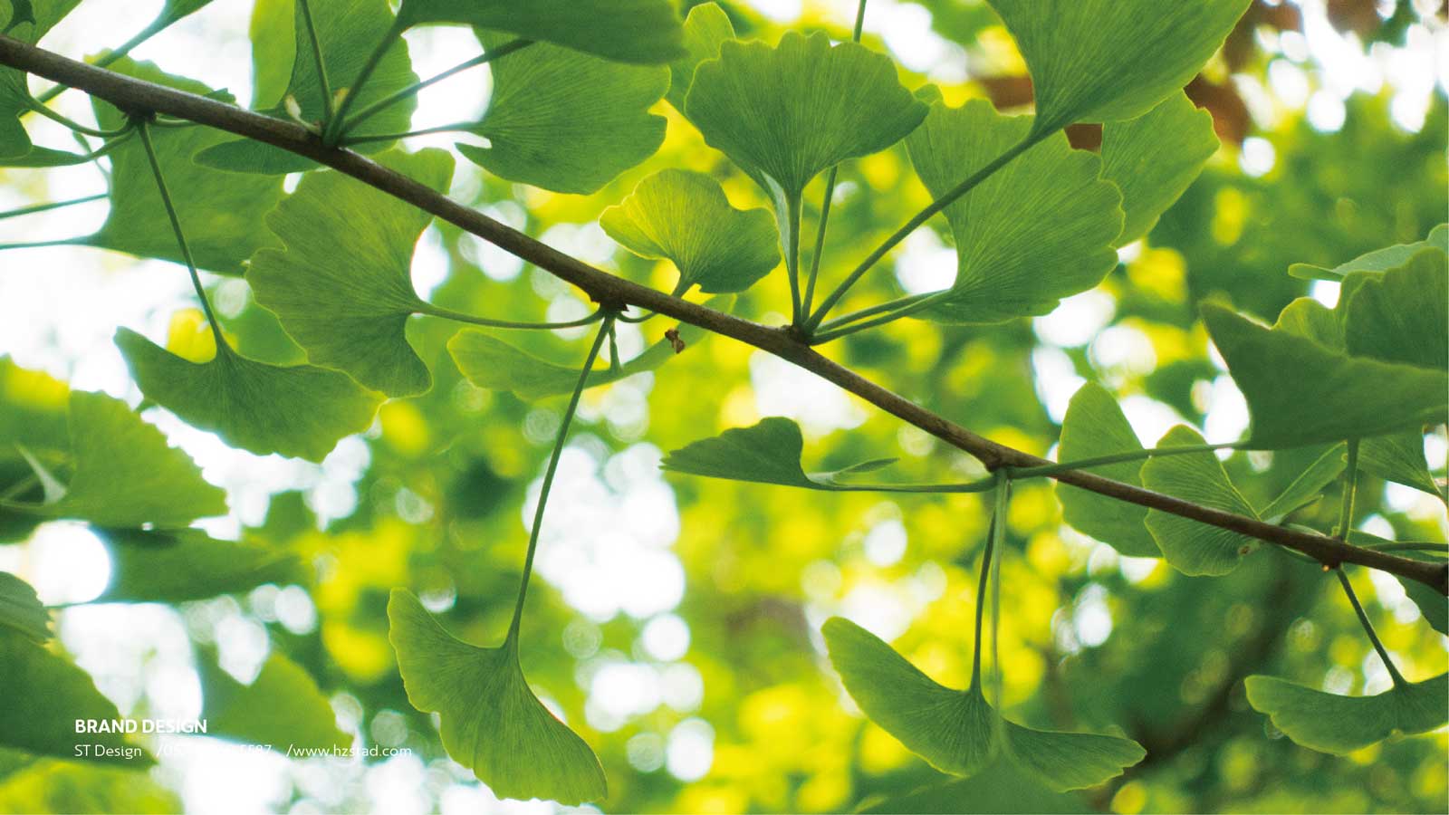 1626847059815738.jpg 1623109536859330.jpg